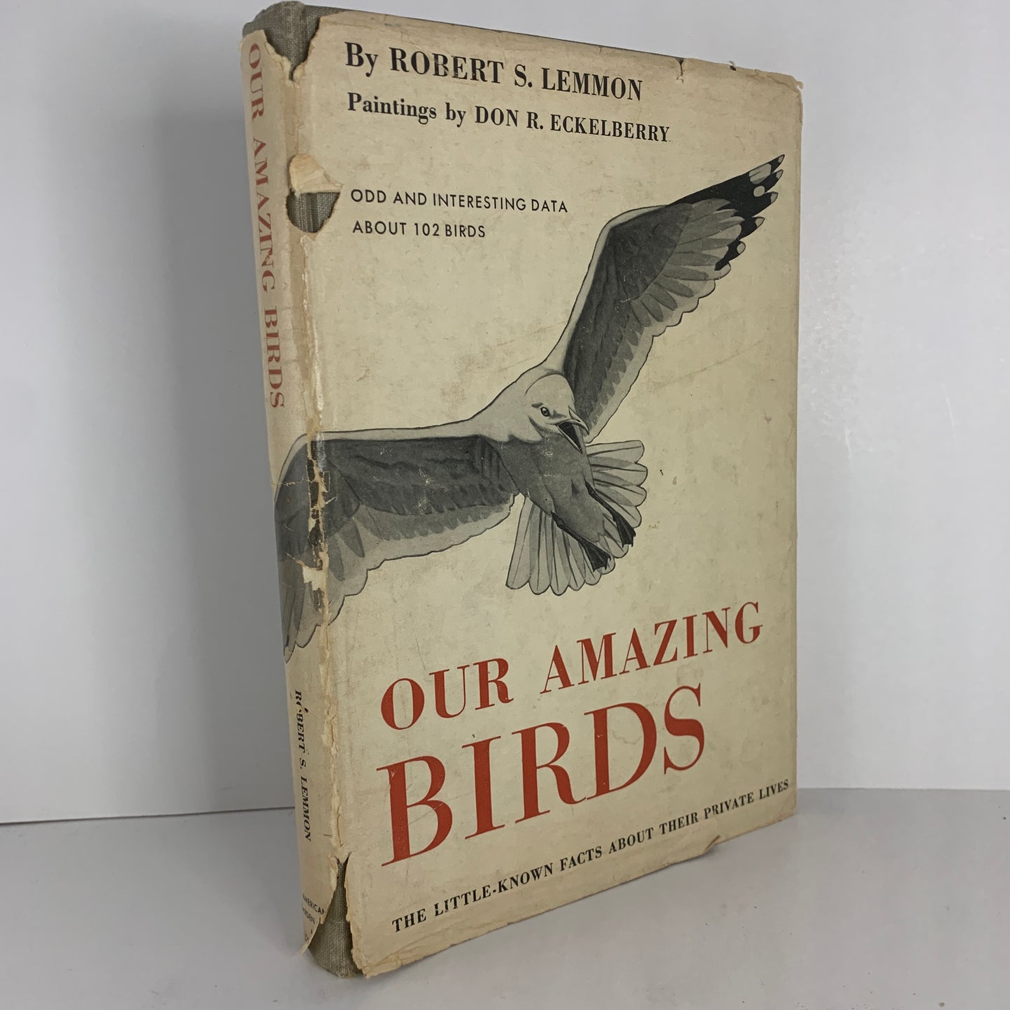 Our Amazing Birds