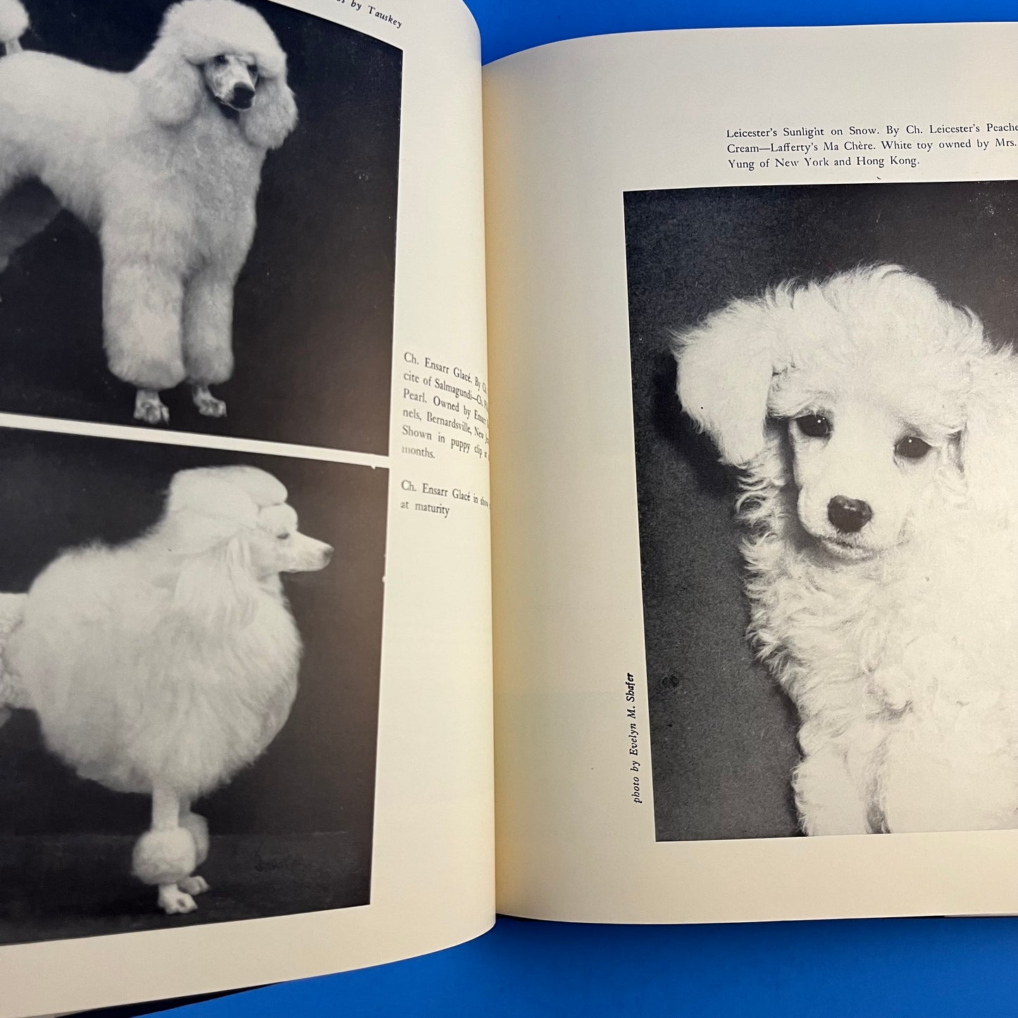 The Book of the Poodle