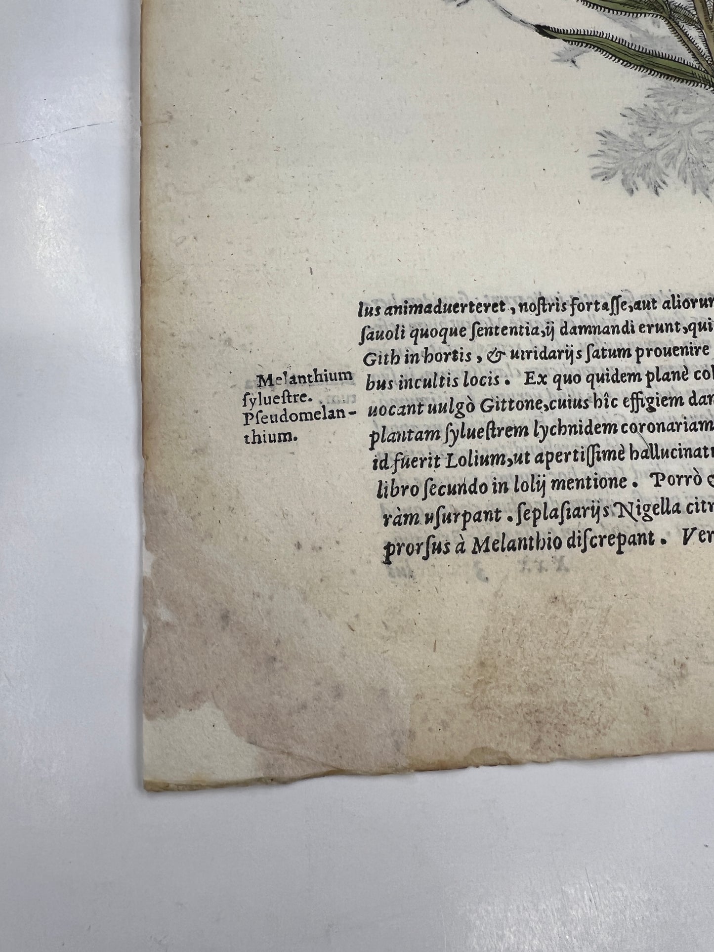 1565 Folio Leaf with 2 Large Hand Colored Woodcuts - Melanthium