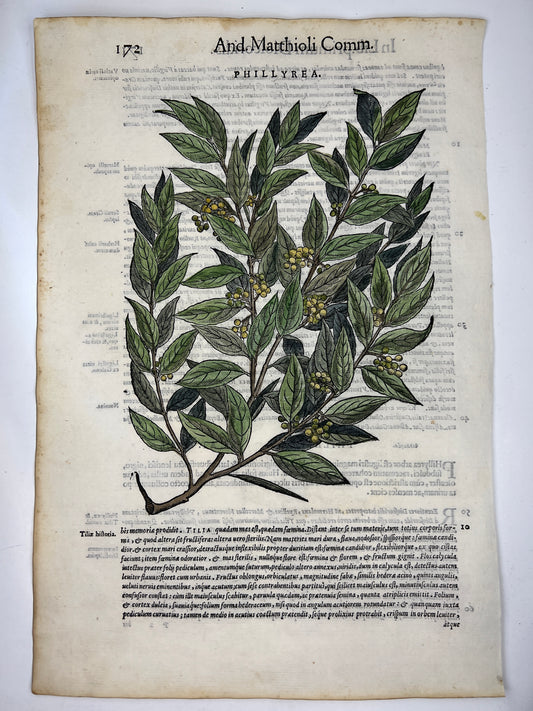 1565 Folio Leaf with Large Hand Colored Woodcut - Phillyrea