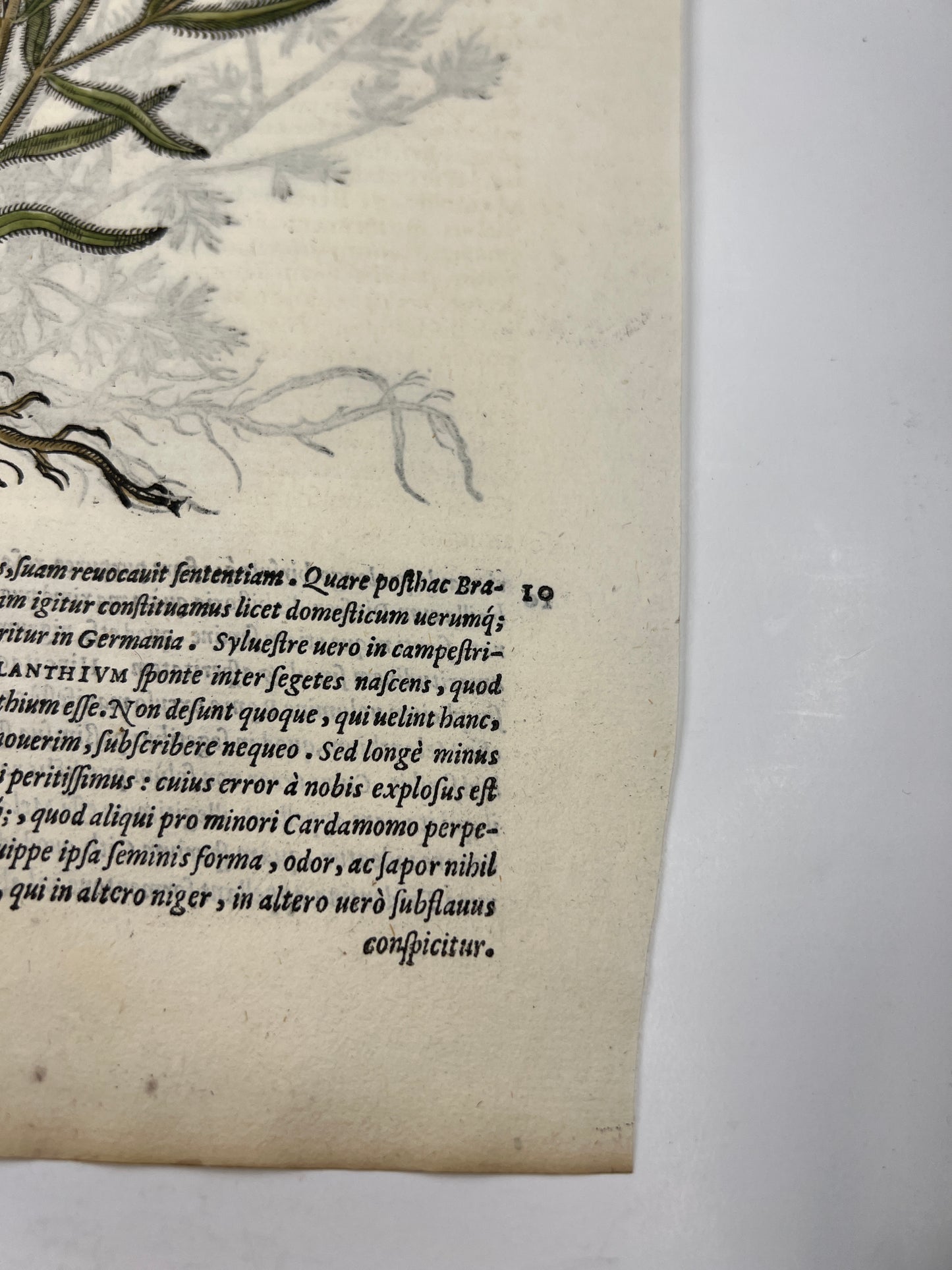 1565 Folio Leaf with 2 Large Hand Colored Woodcuts - Melanthium