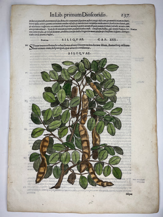 1565 Folio Leaf with Large Hand Colored Woodcut - Carob Tree [Siliquae]